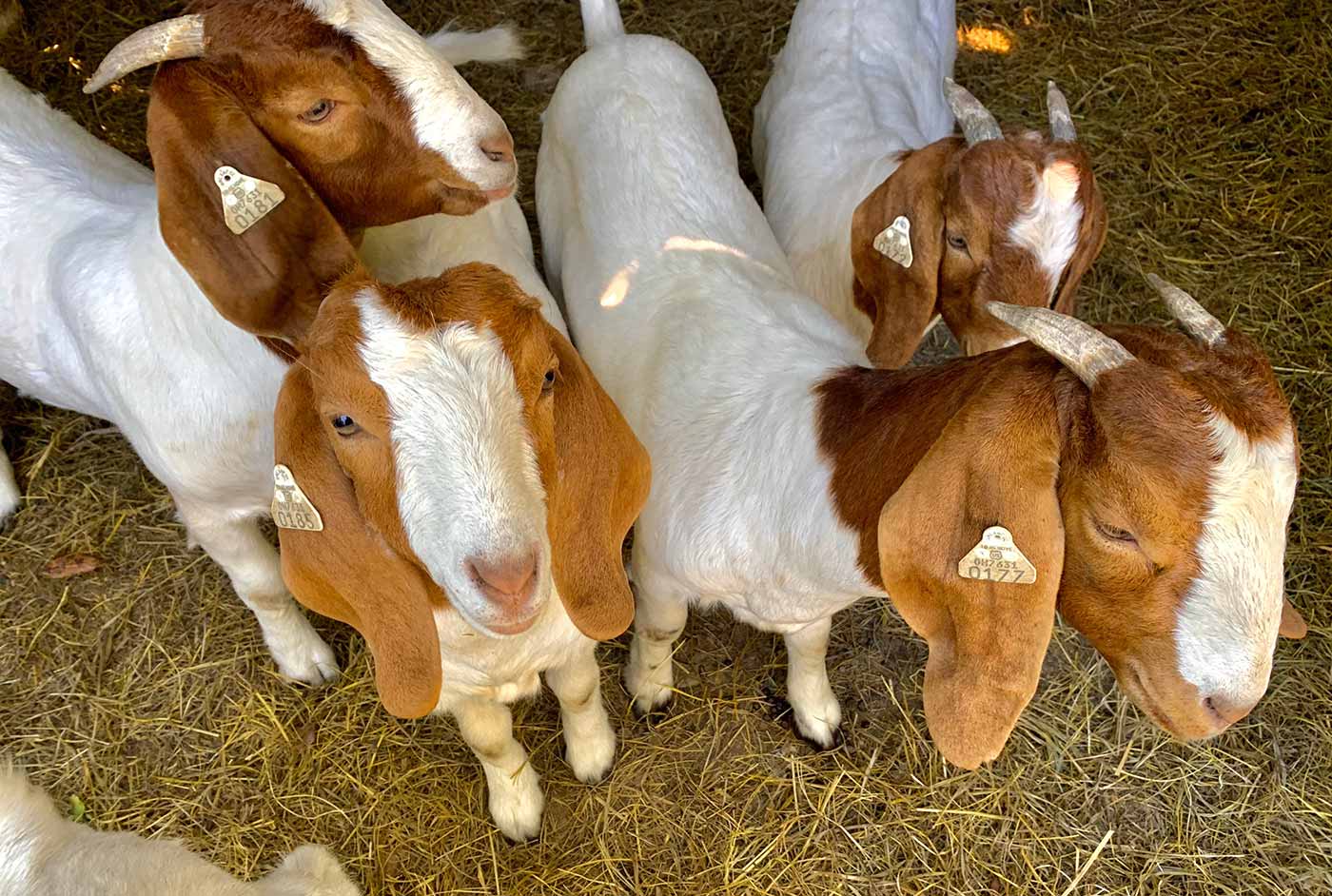 Boer goats on the farm